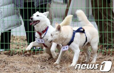 金総書記プレゼントの豊山犬、韓国前大統領が“離縁”