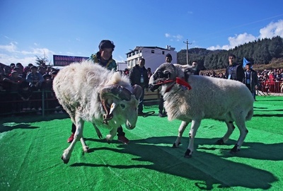 ヒツジはたくましく、ヤギは美しく…？ 美と強さ競う催し 中国・四川