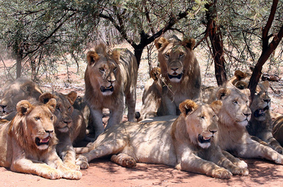 ライオンの群れ、サイの密猟者たちを食べる 南ア