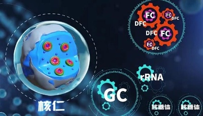 中国の研究者 細胞の核小体内部の構造と効率的な機能の秘密を解明