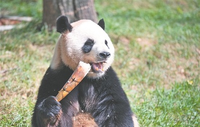 中国ハルビンでジャイアントパンダが初公開 8歳の双子兄弟が登場