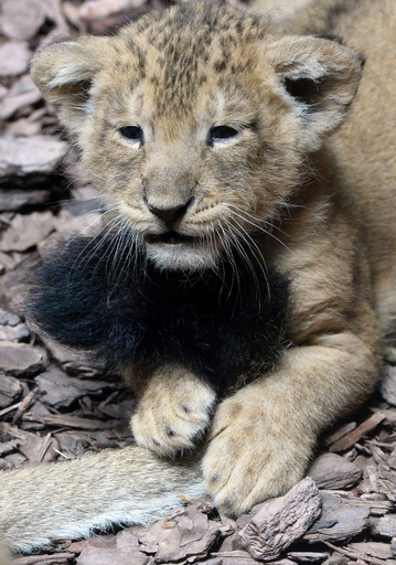 じゃれ合うインドライオンの赤ちゃん