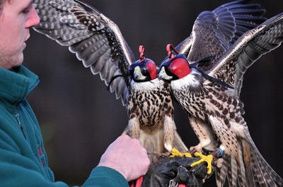 新春の個体数調査、英動物園