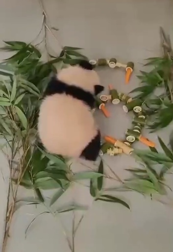 モスクワ動物園のパンダ「カチューシャ」が生後6か月に 初めてのニンジンにご機嫌