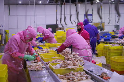 中国がニワトリの食肉処理分野で初の国際基準の制定を主導