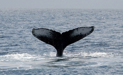 ザトウクジラなど個体数回復、自然保護連合調査