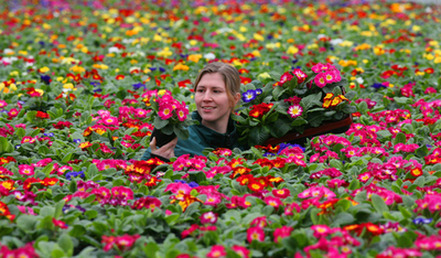 ドイツに一足早い春の訪れ、温室栽培サクラソウの出荷開始