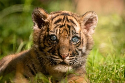 スマトラトラの赤ちゃん誕生、コロナ封鎖中に ポーランド