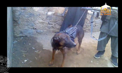 タリバンが軍用犬を「捕虜」に、アフガニスタン 