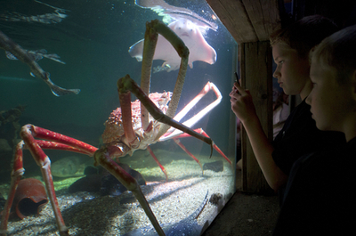 世界最大か、4メートルのタカアシガニ オランダ