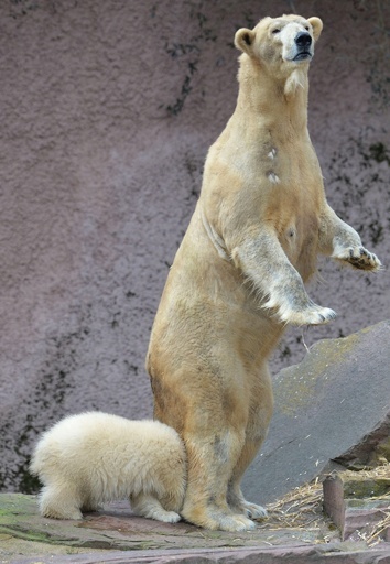 初めての外遊び、ホッキョクグマの赤ちゃん ドイツ 