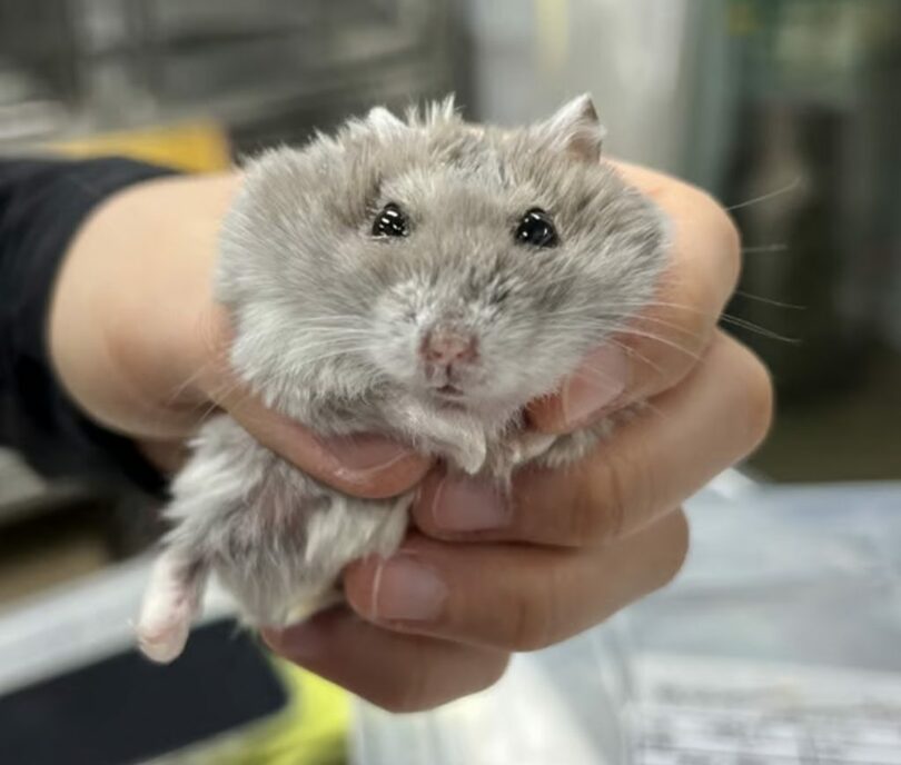 骨折や脚部損傷を負ったハムスター＝動物自由連帯提供(c)MONEYTODAY