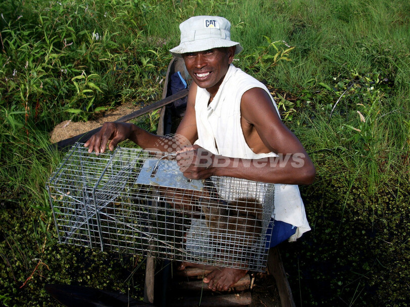 マダガスカルで新種の肉食ほ乳類を発見、マングース似
