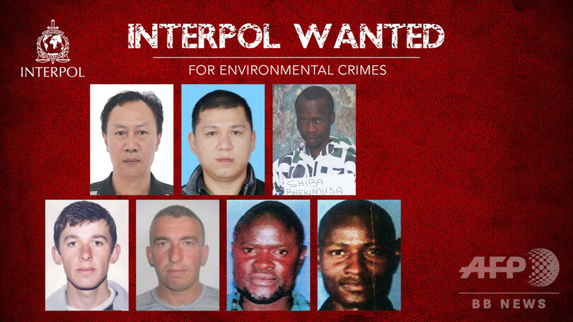 インターポール 環境犯罪 で7人を国際手配 写真1枚 国際ニュース Afpbb News