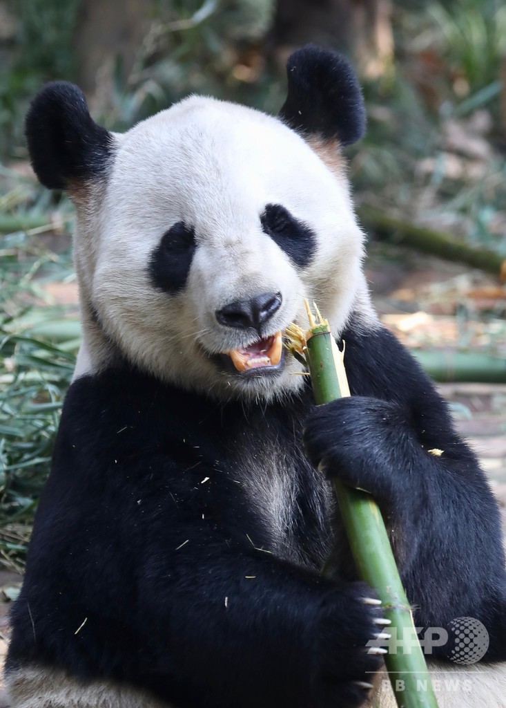 パンダの歯に自己修復機能 中国科学院研究チームが発見 写真1枚 国際ニュース Afpbb News