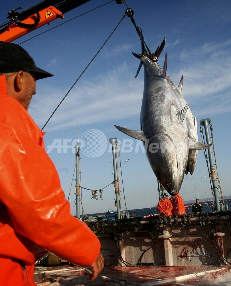 EU、クロマグロ漁獲枠 現状維持か一部削減で合意