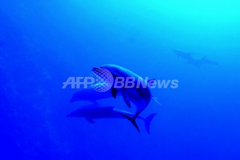 海の中の 騒音 が温暖化で増加 クジラやイルカに悪影響と米研究 写真1枚 国際ニュース Afpbb News