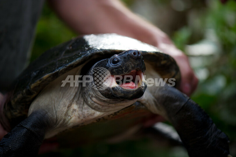 ボルネオカワガメ、ドイツで初めてふ化