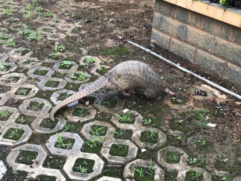 奇妙な 生き物が深夜の繁華街に出没 犬に襲われていたところを保護 雲南省 写真2枚 国際ニュース Afpbb News