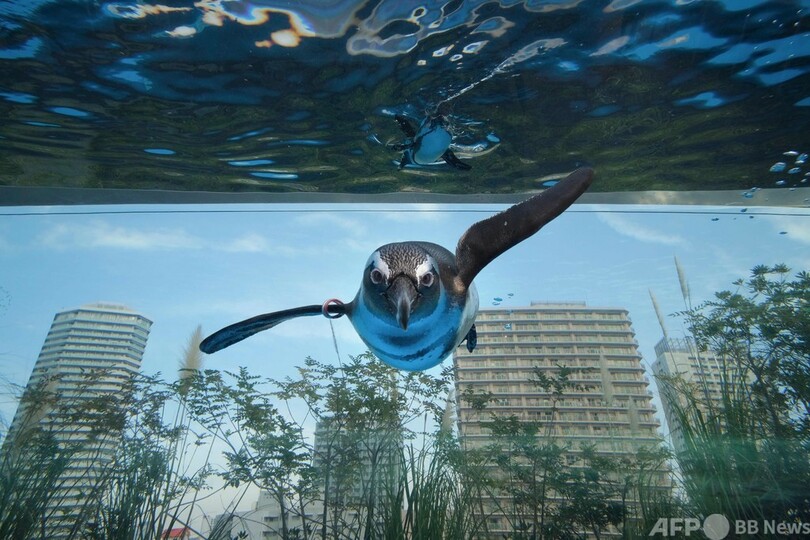 ペンギン、都心の空を飛ぶ!? サンシャイン水族館で優雅な姿
