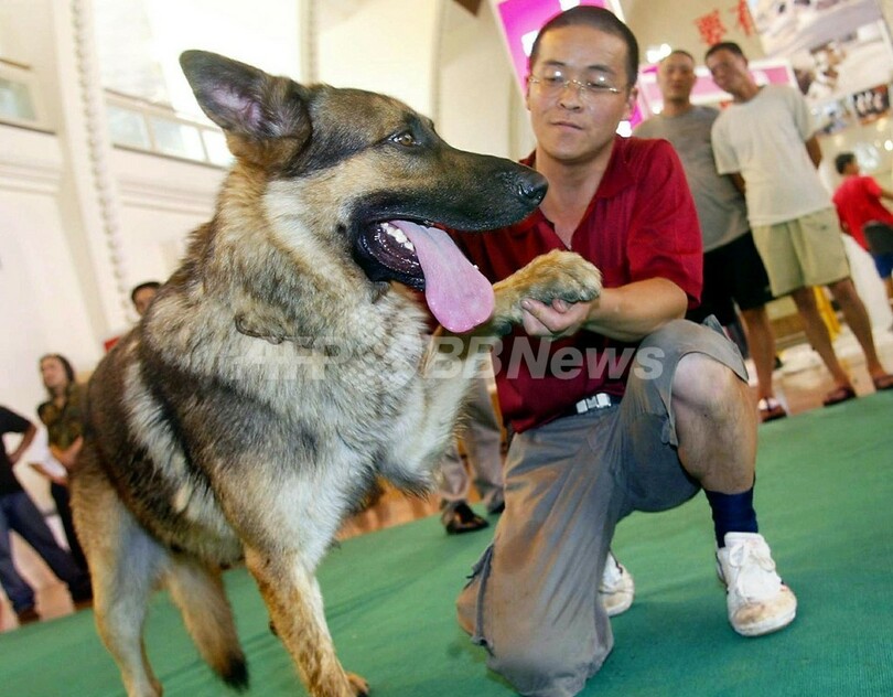 英語ができない 警察犬の訓練のために 英警察官がドイツ語の特訓受ける 写真2枚 国際ニュース Afpbb News