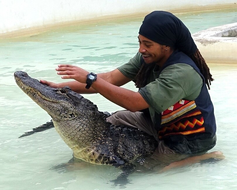 先住民最後のワニ・レスラーが引退、米フロリダ州