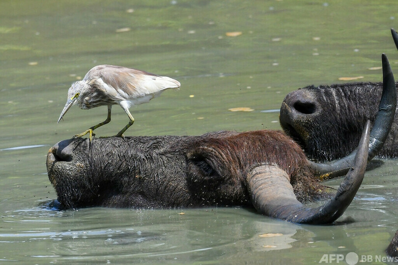 特集 種を超え触れ合う動物たち 写真42枚 国際ニュース Afpbb News