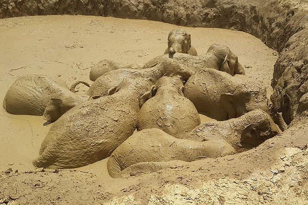 内戦時代の穴から野生のゾウ11頭救出、カンボジア 内戦時代の穴から野生のゾウ11頭救出、カンボジア
