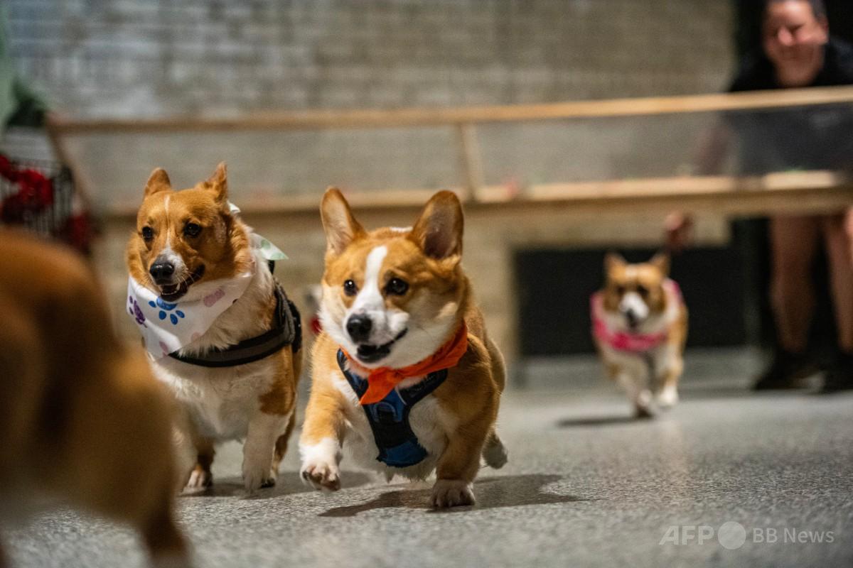 コーギーページ2点 Cute corgi puppies part 5 sleeping / コーギー 子犬 お昼寝