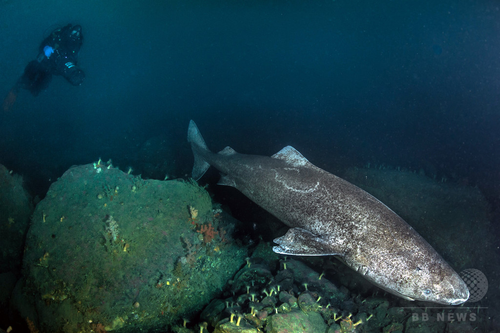 400年生きるサメ?地球で最も長生きの脊椎動物か 研究 400年生きるサメ?地球で最も長生きの脊椎動物か 研究