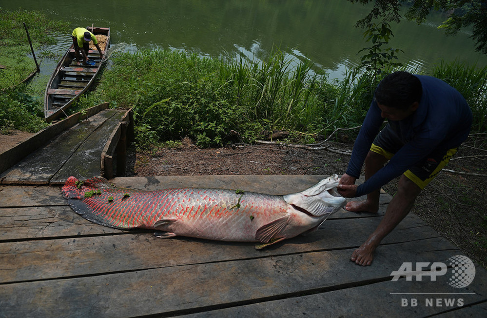 ブラジル熱帯雨林の魚に食べると危険な濃度の水銀、違法採掘が原因 - AFPBB News