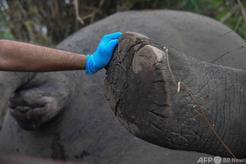 落雷が原因か、ゾウ18頭死ぬ インド北東部 写真16枚 ファッション
