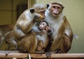 トクモンキーの親子（2011年11月29日撮影、資料写真）。(c)ROBERT SCHLESINGER / DPA / AFP