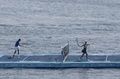 メキシコ・ゲレロ（Guerrero）州のアカプルコ（Acapulco）で、サンタルシア湾（Santa Lucia Bay）に浮かべたコートでエキシビションマッチに臨むカナダの女子選手、ユージェニー・ブシャール（右、Eugenie Bouchard）と、ブルガリアの男子選手、グリゴール・ディミトロフ（Grigor Dimitrov、2014年2月24日撮影）。(c)AFP/Pedro PARDO
