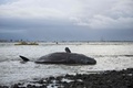 オランダ・テセル島の海岸に打ち上げられたマッコウクジラ（2016年1月14日撮影）。(c)AFP/ANP/KEESNAN DOGGER