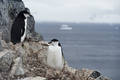 顔を上げて！ 南極半島西部オーンハーバーのヒゲペンギン。(c)AFP/EITAN ABRAMOVICH
