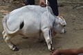 バングラデシュ・チャリグラムの農場で飼育されている体高51センチの牛「ラニ」（2021年7月6日撮影）。(c)Munir Uz zaman / AFP
