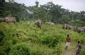 インド・コラバリ村付近の森で、突進してくるゾウから逃げる村人（2015年5月25日撮影）。(c)AFP/Diptendu DUTTA