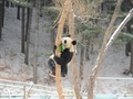 雪の中で木登りするパンダ（2018年12月21日撮影）。(c)CNS/劉棟