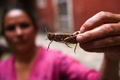 ネパールの首都カトマンズで、捕獲したバッタを持つ女性（2020年6月30日撮影）。(c)PRAKASH MATHEMA / AFP
