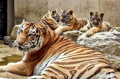 韓国で飼育「絶滅危惧」シベリアトラ、感染症で死亡