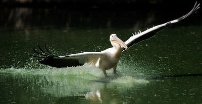 インド・ニューデリーにある鳥たちの楽園