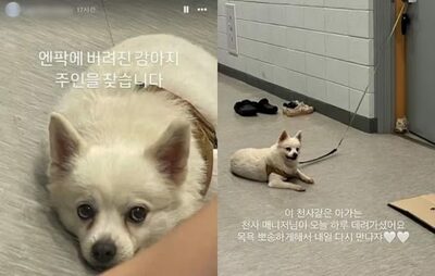 韓国・猛暑の野球場につながれ放置された犬…ネットで拡散「悲しそうな」写真