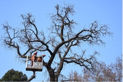 中国各地で古樹名木を各種対策で科学的に保護