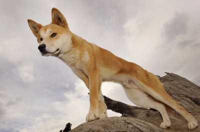 ディンゴは犬ではなく独自の種 豪研究者らが保全策の見直し求める 写真1枚 国際ニュース Afpbb News