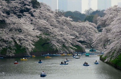見頃迎える都内の桜