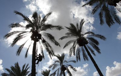 ナツメヤシの全ゲノム配列解読、サウジ・中国共同研究