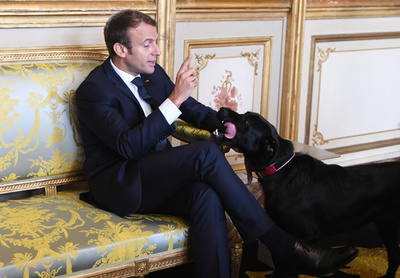 「捨てられたペットを引き取って」 マクロン仏大統領の愛犬、動画で訴え