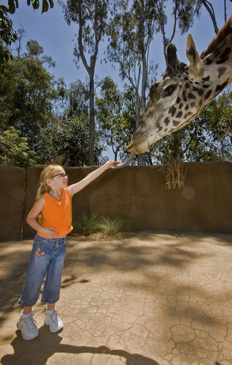 キリンにビスケットを食べさせて自然を守ろう、米サンディエゴ動物園