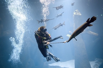 欧州最大の淡水魚博物館、5大陸の珍しい種を展示 スイス